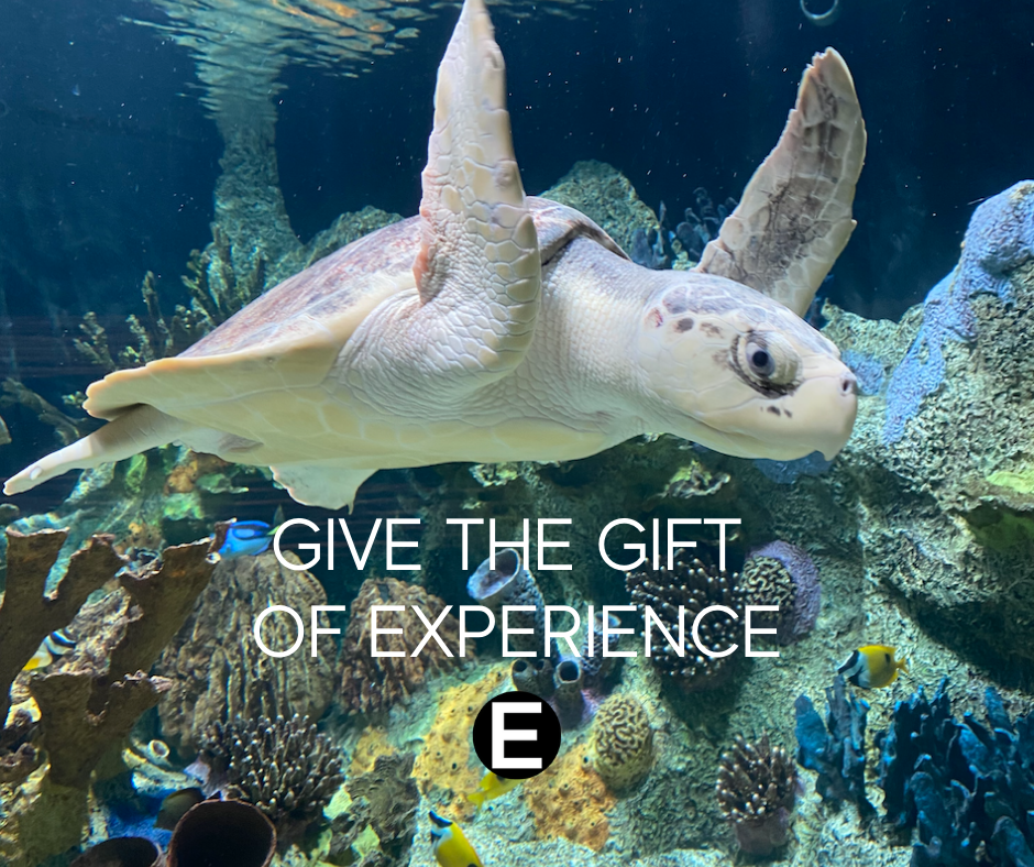 Give the Gift of Experience